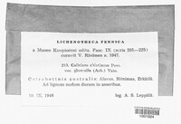 Calicium abietinum image